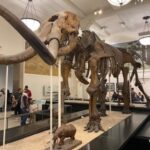 Skeleton of a mastodon on exhibit in a museum