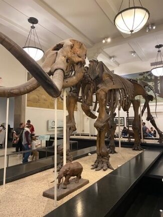 Skeleton of a mastodon on exhibit in a museum